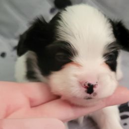 Boy 1 - White and black Papillon puppy in Jacksonville, Florida from Luvbugs Papillons