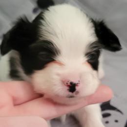 Boy 1 - White and black Papillon puppy in Jacksonville, Florida from Luvbugs Papillons