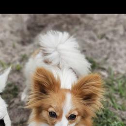 Margot - Papillon