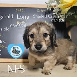 Fritzgerald - Cream male Dachshund puppy in Hoquiam, Washington from Heyd's Mini Dachshunds