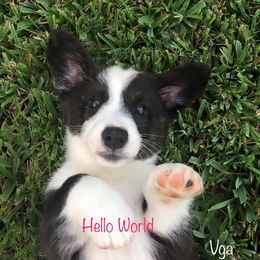 Cardigan Welsh Corgi Puppies from Penfro Corgis