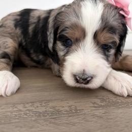 Eliza - Blue merle female Bernedoodle puppy in Garrettsville, Ohio from Sunset Family Farm