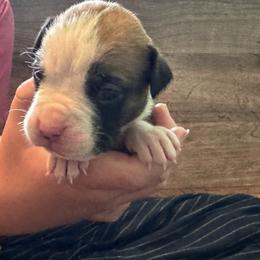 Woody - Fawn male Boxer puppy in Madras, Oregon from BnT Boxers