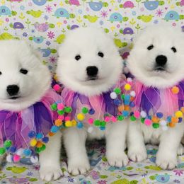 Samoyeds from Shirokuma Samoyeds