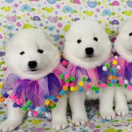 Samoyeds from Shirokuma Samoyeds