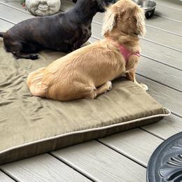 Dachshund Puppies from Army of Dachshunds