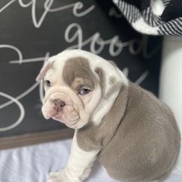 Bulldog Puppies from Calvin Kennelz