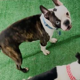 Niko - Boston Terrier