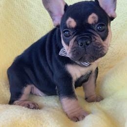 French Bulldog Puppies from Frenchie Farm Abode