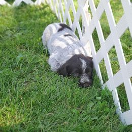 Wirehaired Pointing Griffon Puppies from Bristle Creek Wirehaired Pointing Griffons