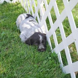 Wirehaired Pointing Griffon Puppies from Bristle Creek Wirehaired Pointing Griffons