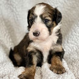 Lucy - Sable female Bernedoodle puppy in Louisville, Kentucky from Darlin’s Doodles