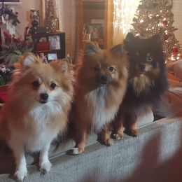Pomeranians and Pomskies from The Pomsky Palace