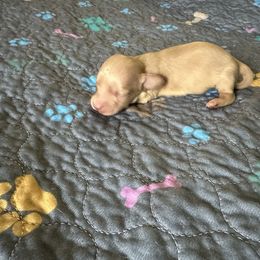 Boy 2 - Cream male Dachshund puppy in Wolf Lake, Indiana from Canisteo Dachshunds