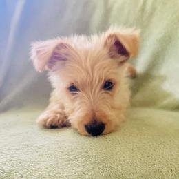 Coconut - Wheaten male Scottish Terrier puppy in Coeur D'alene, Idaho from Kimball Kennels