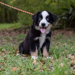 Bacchus - Red Collar - Black tri Miniature Australian Shepherd puppy in Lacombe, Louisiana from Indigo River Toy & Mini Aussies