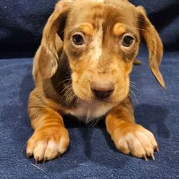 Jake - Dapple male Dachshund puppy in Tower City, Pennsylvania from Stoney Mountain Mini Doxies