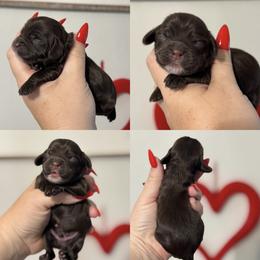 Hartley - Brown male Cockapoo puppy in Lafayette, Louisiana from Kinkade Kennels