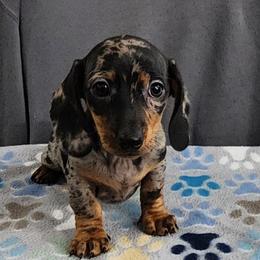 Galena - Dapple female Dachshund puppy in Eatonville, Washington from Fritz Family Friends