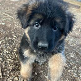 Mr. Burgundy - Black and red male German Shepherd puppy in Purcellville, Virginia from Starry Night German Shepherd Dogs