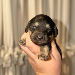 Daphne - Black and cream female Dachshund puppy in Hornbeck, Louisiana from A&Z Mini Dachshunds