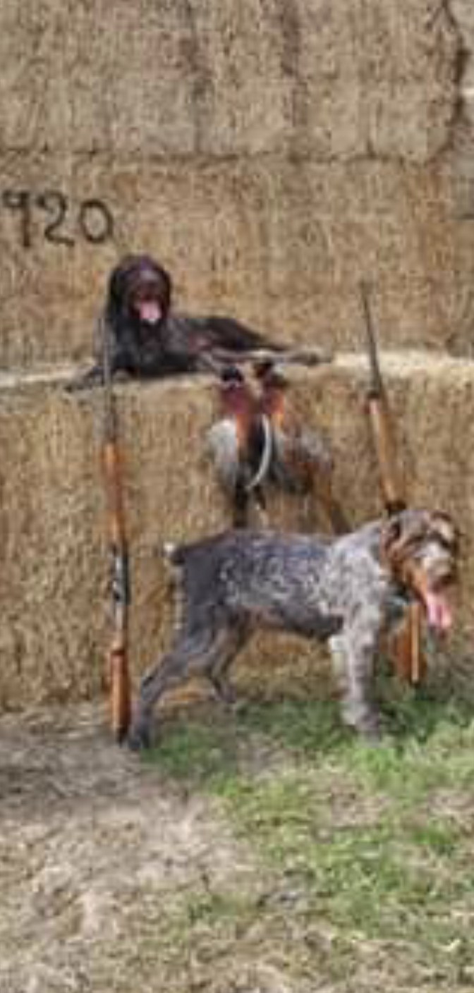 Pistol - German Wirehaired Pointer