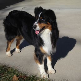 Rhett - Australian Shepherd