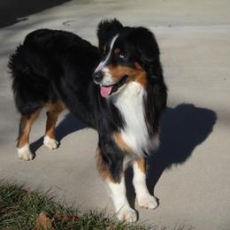 Rhett - Australian Shepherd
