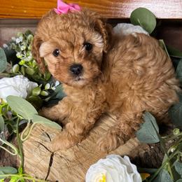 Maid Marian - Apricot female Cavapoo puppy in Waldron, Arkansas from Kay’s Cutie Poos