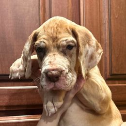 Magenta - Merle female Great Dane puppy in Ider, Alabama from Sand Mountain Danes LLC