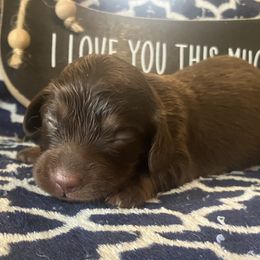 Molly - Chocolate and tan female Dachshund puppy in Sharon Springs, New York from Show Us The Way Homestead