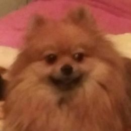 Pomeranian Puppies from La Belle Pomeranians