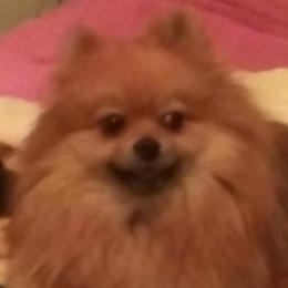Pomeranian Puppies from La Belle Pomeranians