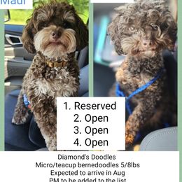 Bernedoodle puppies from Diamond's Doodles