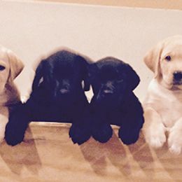 Labrador Retrievers from Tanzy Labradors