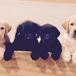 Labrador Retrievers from Tanzy Labradors