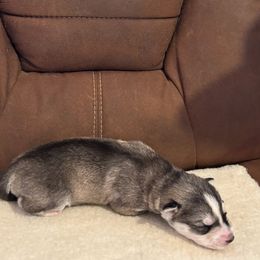 Boy 2 - Orange collar - Agouti and white male Siberian Husky puppy in Independence, Wisconsin from Hito's Huskies