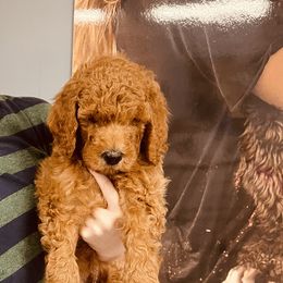 Goldendoodle Puppies from Labradoodleday
