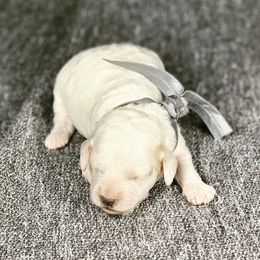 Goldendoodle Puppies from High Desert Mini Doodles