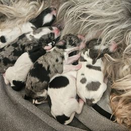 Schnoodle puppies from Perry's doodles