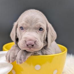 Biff - Silver gray male Weimaraner puppy in Evart, Michigan from Drehbar Weimaraners