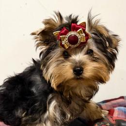 Lebowski - Blue and gold male Yorkshire Terrier puppy in Daggett, Michigan from Hetzel’s Enchanted Yorkies (Michigan)