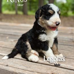 Legolas - Tri-color male Bernedoodle puppy in Thatcher, New Mexico from Brush Fire Doodles