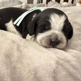 Sweetheart mint - Black white and tan female English Springer Spaniel puppy in Cleburne, Texas from Powers English Springer Spaniels