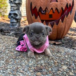 Goblin - Blue female Chihuahua puppy in Gloucester, Virginia from Charlotte's Web of Chihuahuas
