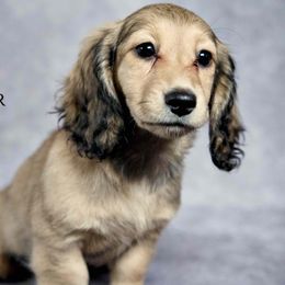 Cinnamon - Cream female Dachshund puppy in Zephyrhills, Florida from Dapper Doxies