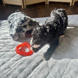 Yule - Black and white male Bernedoodle puppy in Alabama from Peach & Pawmetto Doodles
