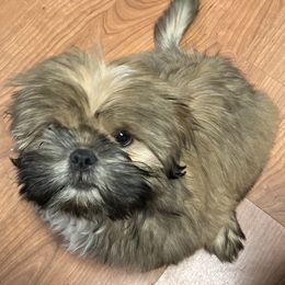 Shih Tzu Puppies from Little Lions West