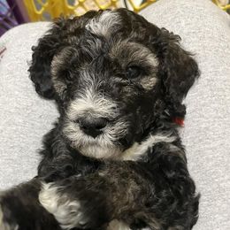 Bernedoodles and Goldendoodles from Heaven Sent Doodles of MA