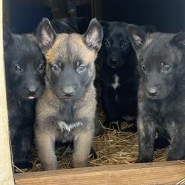 Boy 4 - male Dutch Shepherd puppy in Sierra Vista, Arizona from KnightWatch K-9